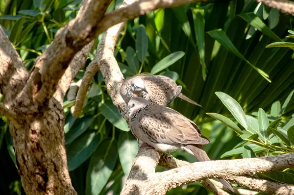 Huzurlu Güvercinler Ağaç dalına tünemiş Vahşi Yaşam Sahnesi Huzur Ayarları
