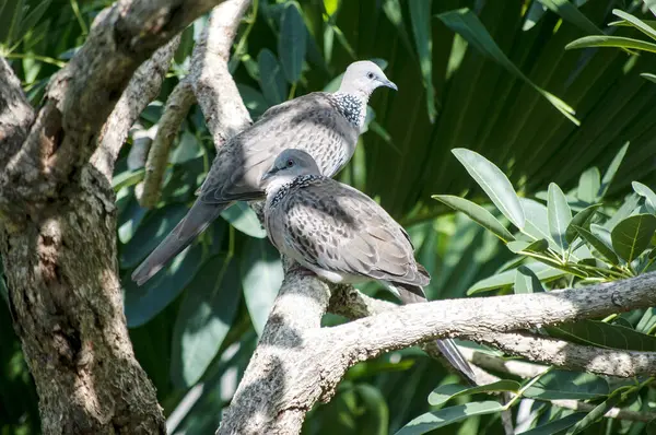Huzurlu Güvercinler Ağaç dalına tünemiş Vahşi Yaşam Sahnesi Huzur Ayarları