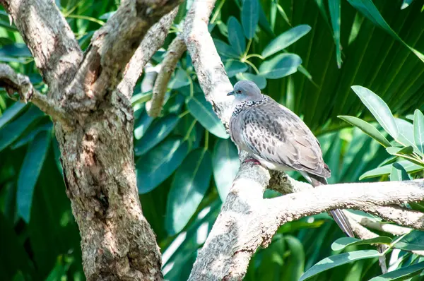 Huzurlu Güvercinler Ağaç dalına tünemiş Vahşi Yaşam Sahnesi Huzur Ayarları