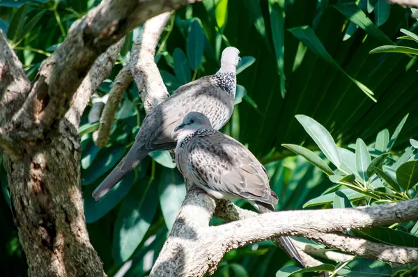 Huzurlu Güvercinler Ağaç dalına tünemiş Vahşi Yaşam Sahnesi Huzur Ayarları