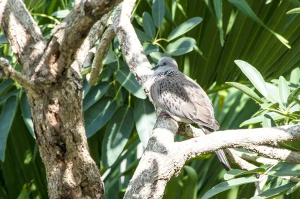Huzurlu Güvercinler Ağaç dalına tünemiş Vahşi Yaşam Sahnesi Huzur Ayarları