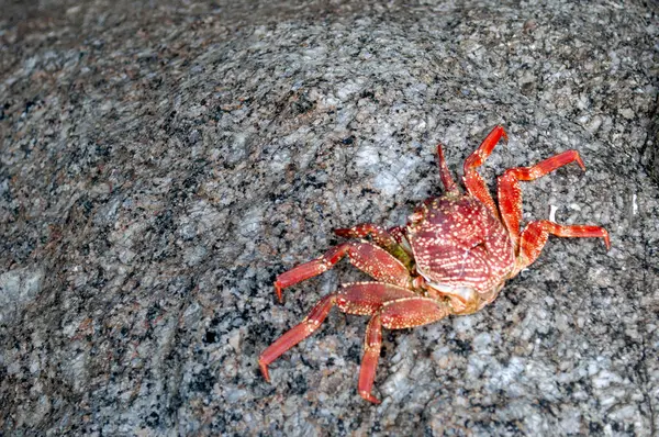 Yengeç Kabuğu Sahildeki Deniz Taşı 'nda Dinleniyor