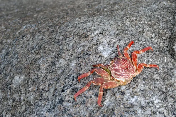 Yengeç Kabuğu Sahildeki Deniz Taşı 'nda Dinleniyor