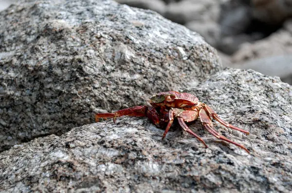 Yengeç Kabuğu Sahildeki Deniz Taşı 'nda Dinleniyor