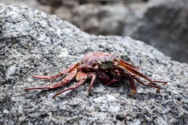 Yengeç Kabuğu Sahildeki Deniz Taşı 'nda Dinleniyor