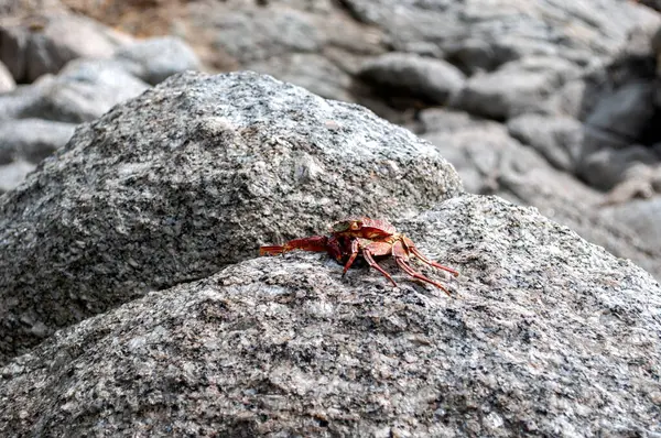 Yengeç Kabuğu Sahildeki Deniz Taşı 'nda Dinleniyor