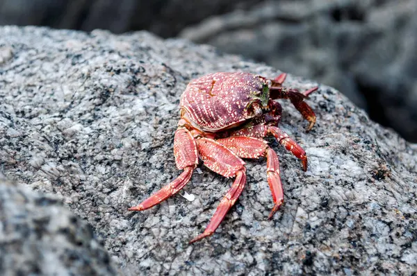 Yengeç Kabuğu Sahildeki Deniz Taşı 'nda Dinleniyor