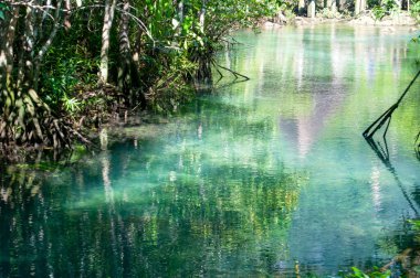 Tha Pom Klong Song Nam, Krabi, Tayland Tropikal Bataklık Mangrove Ormanı 'ndaki Zümrüt-Yeşil Nehir' e