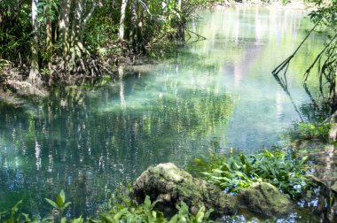 Tha Pom Klong Song Nam, Krabi, Tayland Tropikal Bataklık Mangrove Ormanı 'ndaki Zümrüt-Yeşil Nehir' e