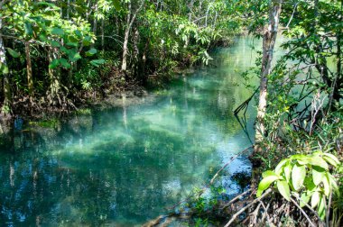 Tha Pom Klong Song Nam, Krabi, Tayland Tropikal Bataklık Mangrove Ormanı 'ndaki Zümrüt-Yeşil Nehir' e
