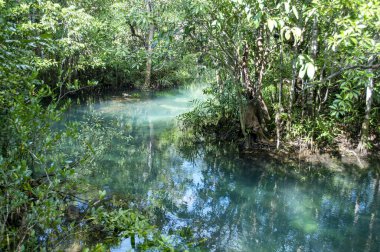 Tha Pom Klong Song Nam, Krabi, Tayland Tropikal Bataklık Mangrove Ormanı 'ndaki Zümrüt-Yeşil Nehir' e