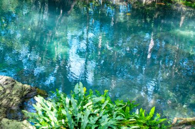 Tha Pom Klong Song Nam, Krabi, Tayland Tropikal Bataklık Mangrove Ormanı 'ndaki Zümrüt-Yeşil Nehir' e