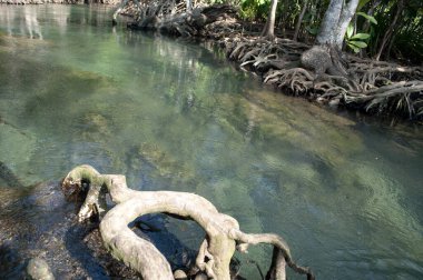 Tha Pom Klong Song Nam, Krabi, Tayland Tropikal Bataklık Mangrove Ormanı 'ndaki Zümrüt-Yeşil Nehir' e
