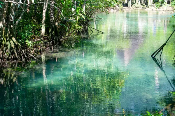 Tha Pom Klong Song Nam, Krabi, Tayland Tropikal Bataklık Mangrove Ormanı 'ndaki Zümrüt-Yeşil Nehir' e