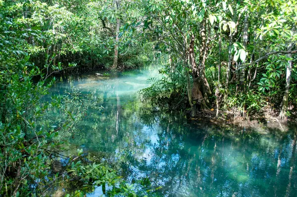 Tha Pom Klong Song Nam, Krabi, Tayland Tropikal Bataklık Mangrove Ormanı 'ndaki Zümrüt-Yeşil Nehir' e