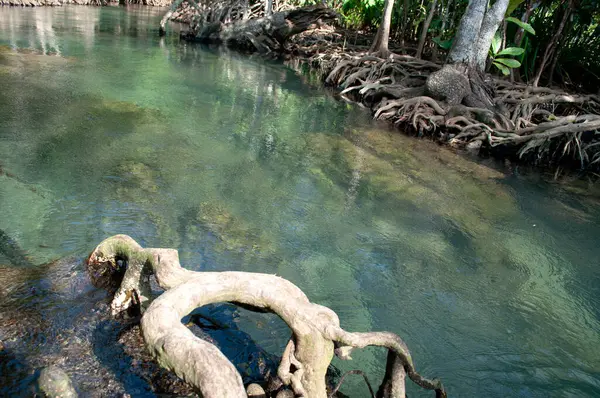 Tha Pom Klong Song Nam, Krabi, Tayland Tropikal Bataklık Mangrove Ormanı 'ndaki Zümrüt-Yeşil Nehir' e