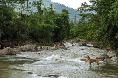Nehirde Lush Ormanı ve Ağaç Arkaplanı ile Bekleyen Köpek Nakhon Si Thammarat, Tayland Huzurlu Doğa Sahnesi