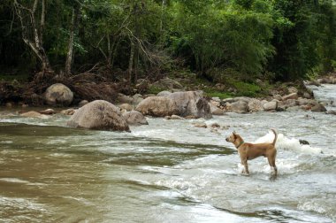 Nehirde Lush Ormanı ve Ağaç Arkaplanı ile Bekleyen Köpek Nakhon Si Thammarat, Tayland Huzurlu Doğa Sahnesi