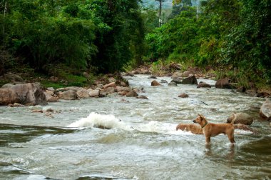 Nehirde Lush Ormanı ve Ağaç Arkaplanı ile Bekleyen Köpek Nakhon Si Thammarat, Tayland Huzurlu Doğa Sahnesi