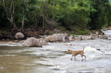 Nehirde Lush Ormanı ve Ağaç Arkaplanı ile Bekleyen Köpek Nakhon Si Thammarat, Tayland Huzurlu Doğa Sahnesi