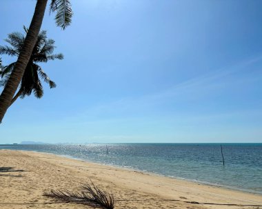 Sandy Bang Po Plajı 'ndaki Hindistan cevizi palmiyesi ağacı, Koh Samui, Tayland