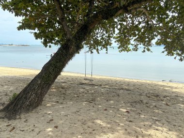 Lipa Noi Sahili 'nde Tropik Plaj Salıncakları Tayland' da Koh Samui Cenneti