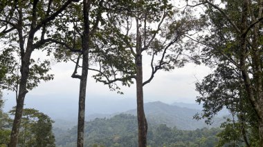 Dağ manzarası ve ağaçlar Kaeng Krachan Ulusal Parkı 'nda, Phetchaburi, Tayland
