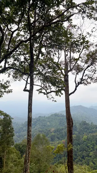 Dağ manzarası ve ağaçlar Kaeng Krachan Ulusal Parkı 'nda, Phetchaburi, Tayland