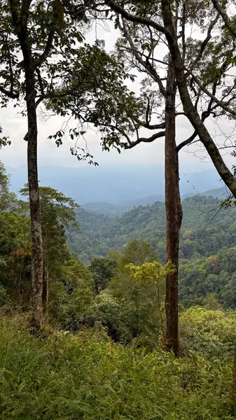Dağ manzarası ve ağaçlar Kaeng Krachan Ulusal Parkı 'nda, Phetchaburi, Tayland