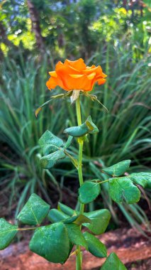 Renkli ve huzurlu bir Bahçede Yeşilliğin Ortasında Tam Çiçekli Sarı Çiçekler