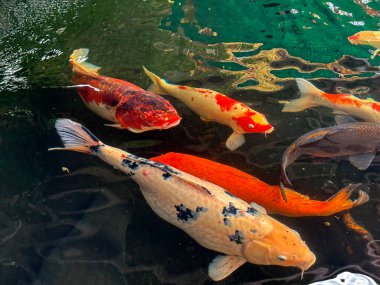 Renkli Koi Balığı, berrak suda sakin bir havuzda yüzüyor.