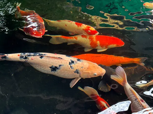 Renkli Koi Balığı, berrak suda sakin bir havuzda yüzüyor.
