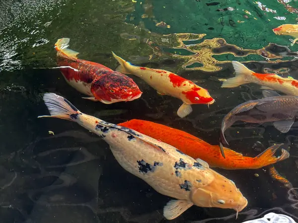 Renkli Koi Balığı, berrak suda sakin bir havuzda yüzüyor.