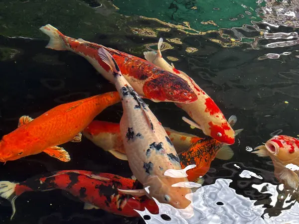 Renkli Koi Balığı, berrak suda sakin bir havuzda yüzüyor.
