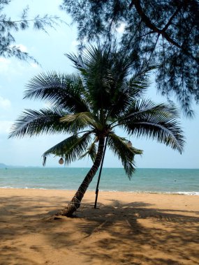 Jomtien Sahili 'nde Coconut Palm Trees, Chonburi, Tayland Sahili Sahili