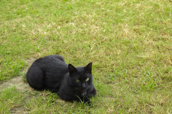 güzel siyah kedi Antalya Türkiye 'de çimlerin üzerinde rahatça yatıyor.