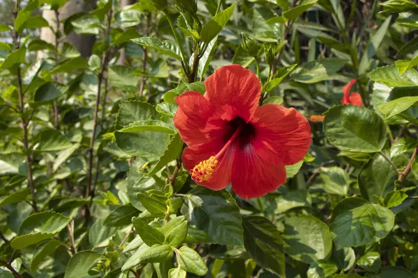 Türkiye 'de büyük kırmızı bir amber çiçeği Antalya