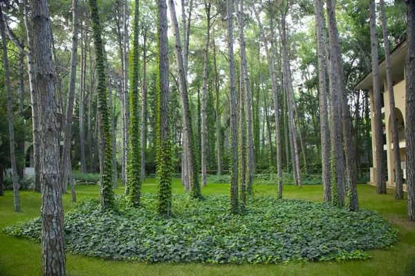 Türkiye 'de Antalya' da bir otel kompleksinde çam ağaçları olan güzel yeşil manzara