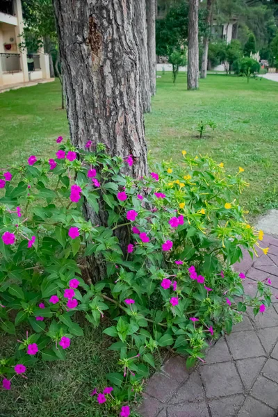 Türkiye 'deki güzel pembe, sarı, gece kokulu mucize çiçekler 