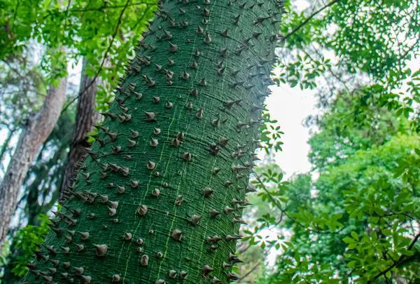 Türkiye 'de dikenli ağaç kabuğu 