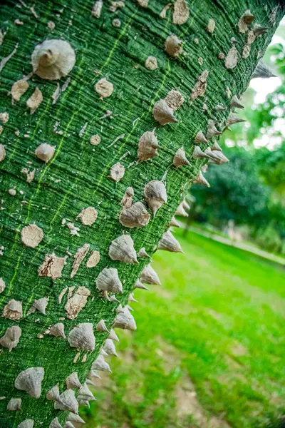 Türkiye 'deki büyük dikenli ağacın güzel yakın çekimi 