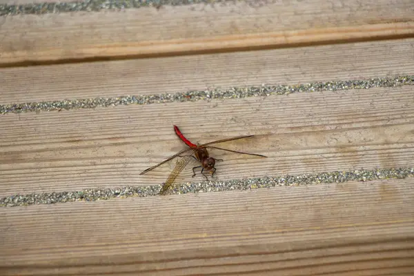 Danimarka 'da bir iskelede güzel, kan kırmızısı bir yusufçuk.