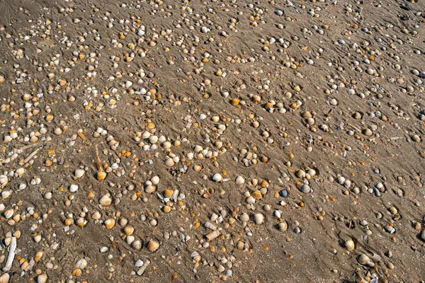 Danimarka 'nın Romo Adası sahilinde bir sürü güzel deniz kabuğu var.