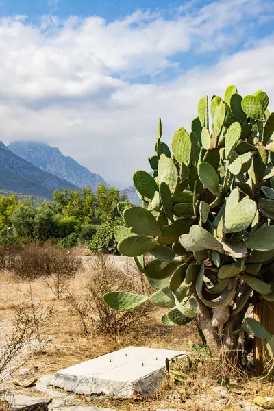 Türkiye Kemer, Antalya 'da büyük yeşil yapraklı güzel bir armut çalısı.