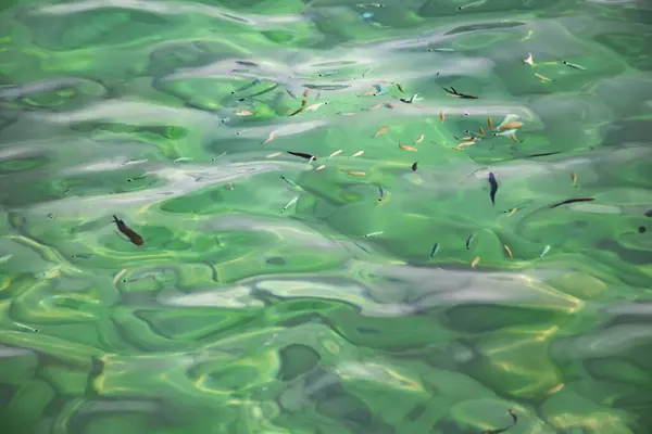 Kemer Antalya 'da güzel turkuaz deniz suyunda renkli küçük balıklar