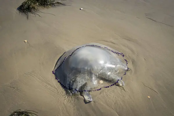 Danimarka 'nın Rm adasında karaya oturmuş bir denizanası.