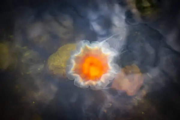 Loddenhoj Danimarka 'daki Baltık Denizi' nde güzel, yüzen, kızıl bir denizanası.