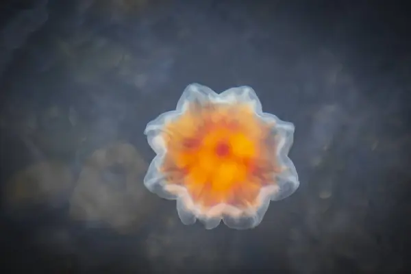 Danimarka 'nın Loddenhoj kentindeki Baltık Denizi' nin su yüzeyinde güzel kırmızı, sarı yıldız şeklinde bir ateş denizanası.