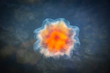 Loddenhoj Danimarka 'da Baltık Denizi' nin yüzeyinde güzel, parlak, çiçek şeklinde bir ateş denizanası yüzer.