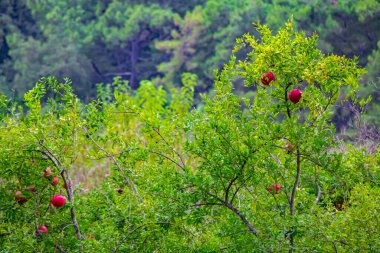 Kemer / Antalya Türkiye 'deki ağaçlarda güzel pembe narlar